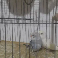 مرغ عشق جون