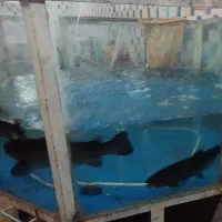 آکواریم قزل آلا