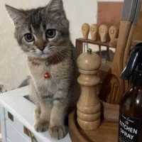 گربه بریتیش