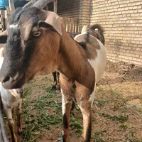 بز صلاله واهویی ماده صادراتی