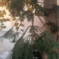 گل و گلدان|گل و گیاه طبیعی|بومهن, |دیوار