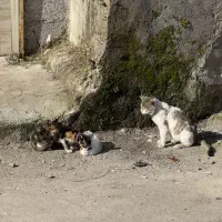 گربه گمشده|حیوانات|رشت, تازه آباد|دیوار