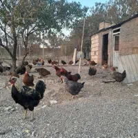 فروش مرع محلی با قیمت مناسب|حیوانات مزرعه|الوند, |دیوار