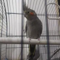 عروس هلندی|پرنده|اصفهان, بهارستان|دیوار