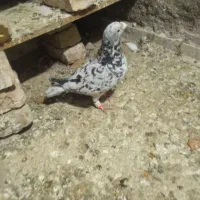 سلام دوستان یک نر ماده سار سیاه خوشگل