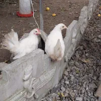 مرغ و خروس پاپر ومحلی