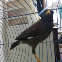 مینا.    با قفس یک ملیون پانصد|پرنده|مشهد, شهید بصیر|دیوار