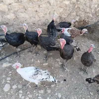 فروش بوقلمون