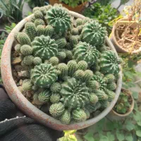 گلدان کاکتوس پر وزیبا با گلدان سرامیکی