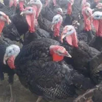 بوقلمون محلی