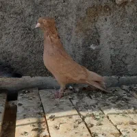کبوتر زرد چپ خوشرنگ