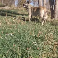 واگذاری سگ سرابی