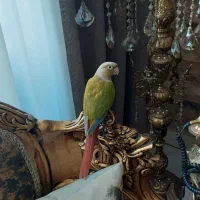 طوطی گرینچیک اسمش فندق|پرنده|اسلامشهر, شهرک سعیدیه|دیوار