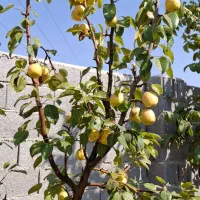 باغ در منطقه جلیان مرودشت