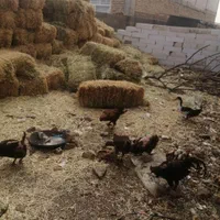 مرغ تخمی گلپایگان و لاری و کرک لاری قدمگاه|حیوانات مزرعه|نیشابور, مازول|دیوار