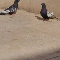 یک جفت سینه ای نرو ماده،بایک جفت جوجه