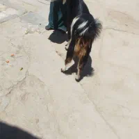 کهره نر