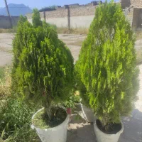 درختچه سرو