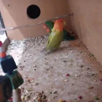 کوتوله|پرنده|زاهدان, |دیوار