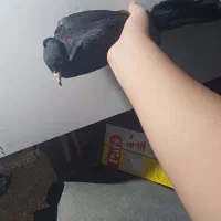 کبوتر|پرنده|مسجد سلیمان, |دیوار