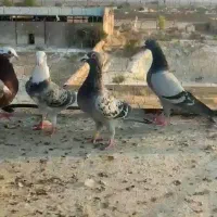 کفتر پلاکی دسته اولی روبوم|پرنده|سروستان, |دیوار