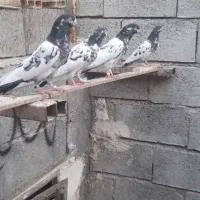 کبوتر|پرنده|میناب, |دیوار