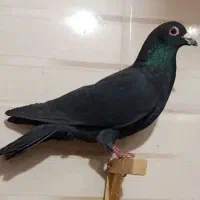 یک نر زاغ کرمونی سیستانی قلدر خوش استایل عتیقه