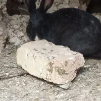 خرگوش|موش و خرگوش|بیرجند, |دیوار