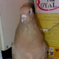 کبوتر پرشی|پرنده|پردیس, فاز ۲|دیوار