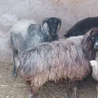 قوچ بذری و بز پاکستانی
