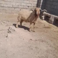 شهرستان کرخه خاشیه دز|حیوانات مزرعه|اهواز, دغاغله|دیوار