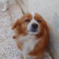 فروش یه جفت سگ پا کوتاه|سگ|اقبالیه, |دیوار