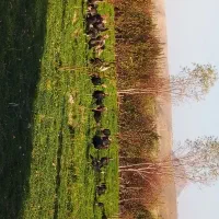 بوقلمون‌طبیعی|حیوانات مزرعه|مشگین شهر, |دیوار