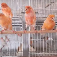 فروش انواع پرنده