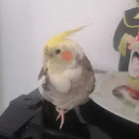 گمشده|حیوانات|شیروان (خراسان), |دیوار