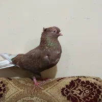 ماده سوسنی درجه یک