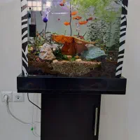 شیشه وکم آکواریوم