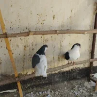 چپ خوشرنگ|پرنده|ابریشم, |دیوار