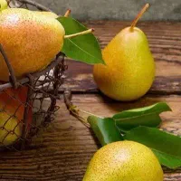 پیشفروش نهال گلابی بارتلت بصورت|خدمات باغبانی و درختکاری|بسطام, |دیوار