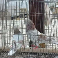 کفتر درجه یک