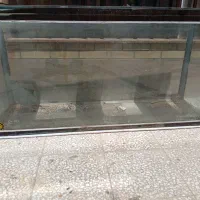 آکواریوم|ماهی|فولادشهر, C5|دیوار