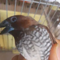 معاوضه یک جفت فنچ بنگالی با مرغ عشق