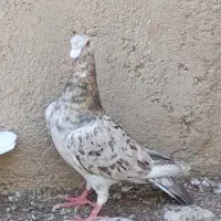 هفت رنگ خطی خرمایی نر