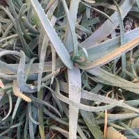 آلوورا ، آگاو|گل و گیاه طبیعی|اهواز, ۲۰۰دستگاه|دیوار