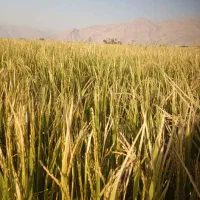 برنج کامفیروزی درجه یک به شرط پخت و تازه