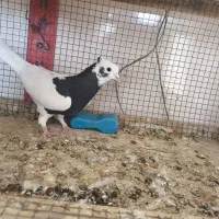 ماده طوقی سیاه