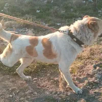 واگذاری نر آلابای|سگ|اردبیل, |دیوار