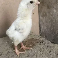 جوجه لاری اوشامو