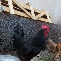 خروس سیاه