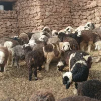 بره .کهره.میش|حیوانات مزرعه|کامفیروز, |دیوار